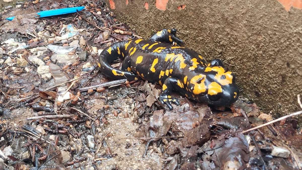 Adana'nın Saimbeyli ilçesinde nesli tükenme tehlikesi altındaki, "Türk semenderi" olarak bilinen...
