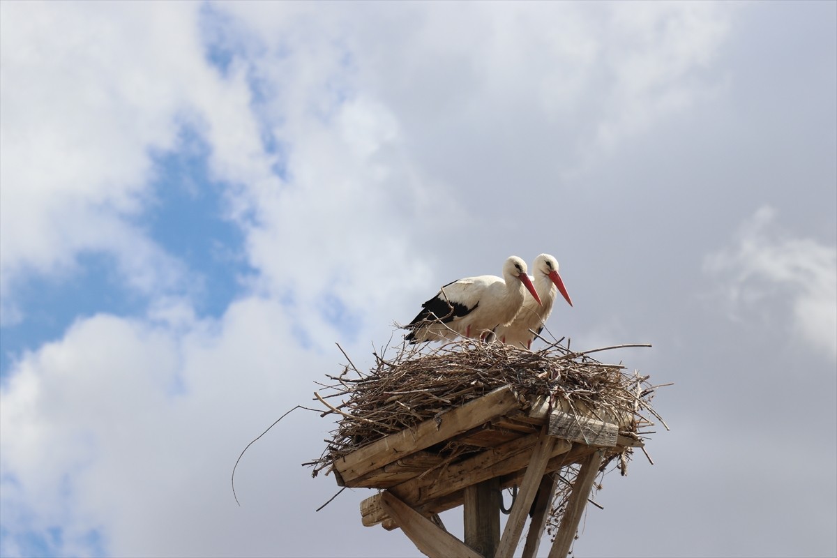 Ağrı'da havaların ısınmaya başlamasıyla kışı sıcak bölgelerde geçiren leylekler, köylerde direkler...