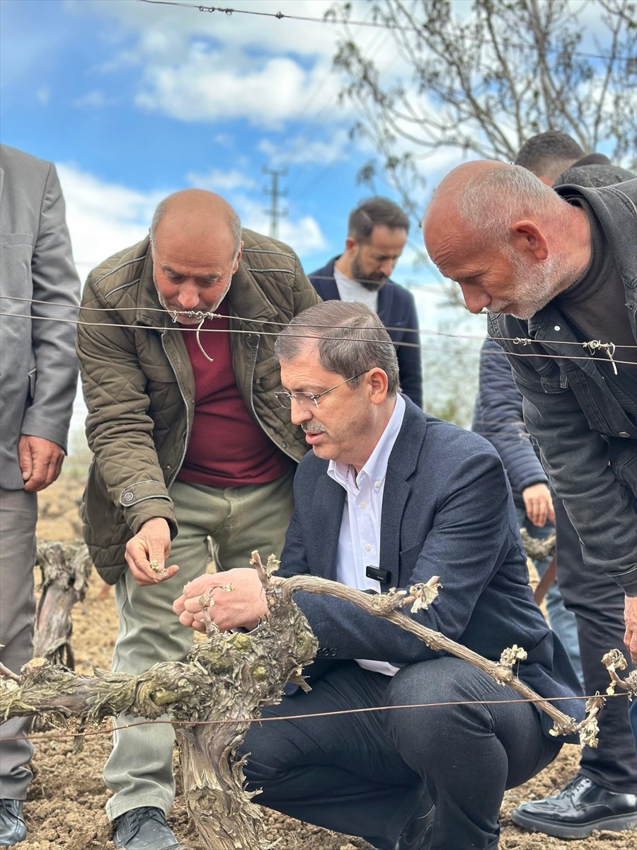 AK Parti Tokat Milletvekili Mustafa Arslan, kent genelinde etkili olan zirai dondan etkilenen...