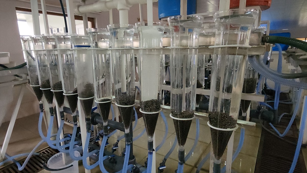 Amasya'nın Suluova ilçesinde sezonun ilk mersin balığı sağımı ve havyar üretimi...