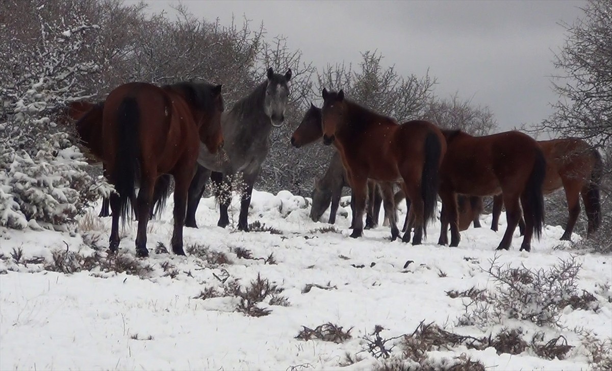 Ankara'nın Beypazarı ilçesinde yılkı atları görüntülendi. Bölgede etkili olan kar yağışının...