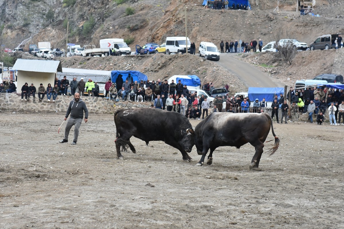 Artvin'de bu yıl 30'uncusu düzenlenen "Yusufeli Sarıgöl Geleneksel Boğa Güreşleri Festivali" sona...