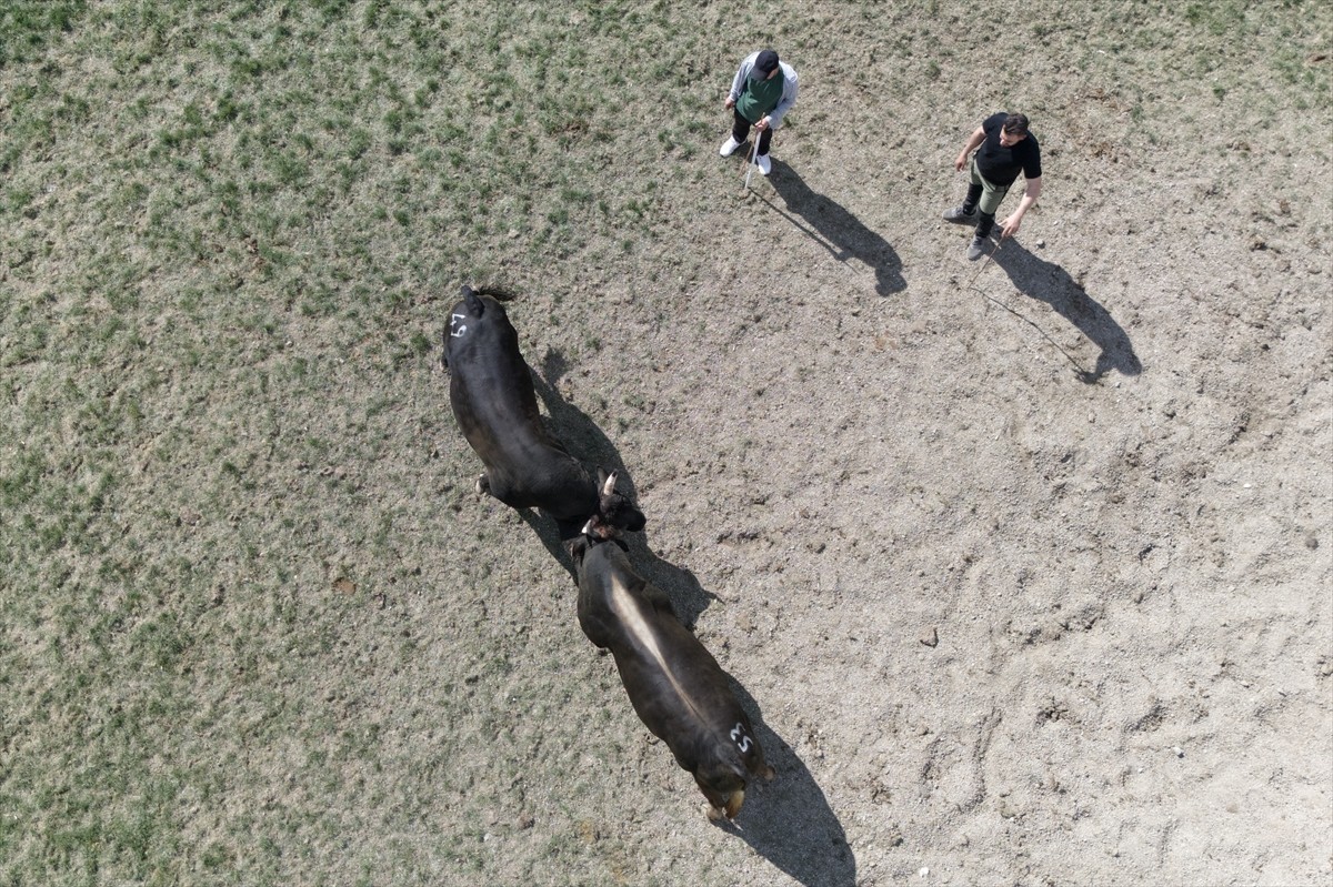 Artvin'in Yusufeli ilçesinde 2 asırlık geçmişe dayanan boğa güreşleri kültürünü yaşatmak için...