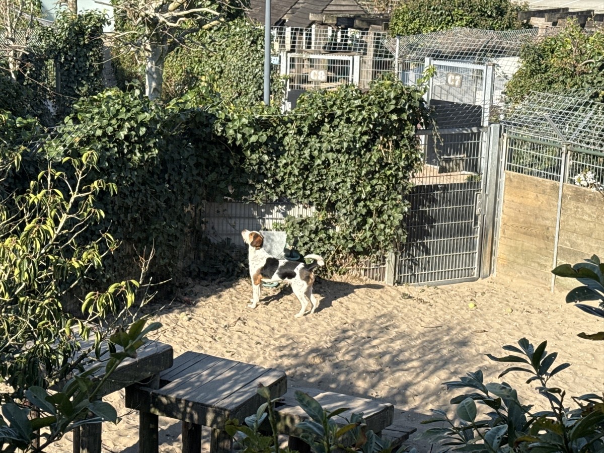 Avrupa'da yeterli kapasiteye sahip barınaklar ve yıllar içinde sahipsiz olanların toplanması...