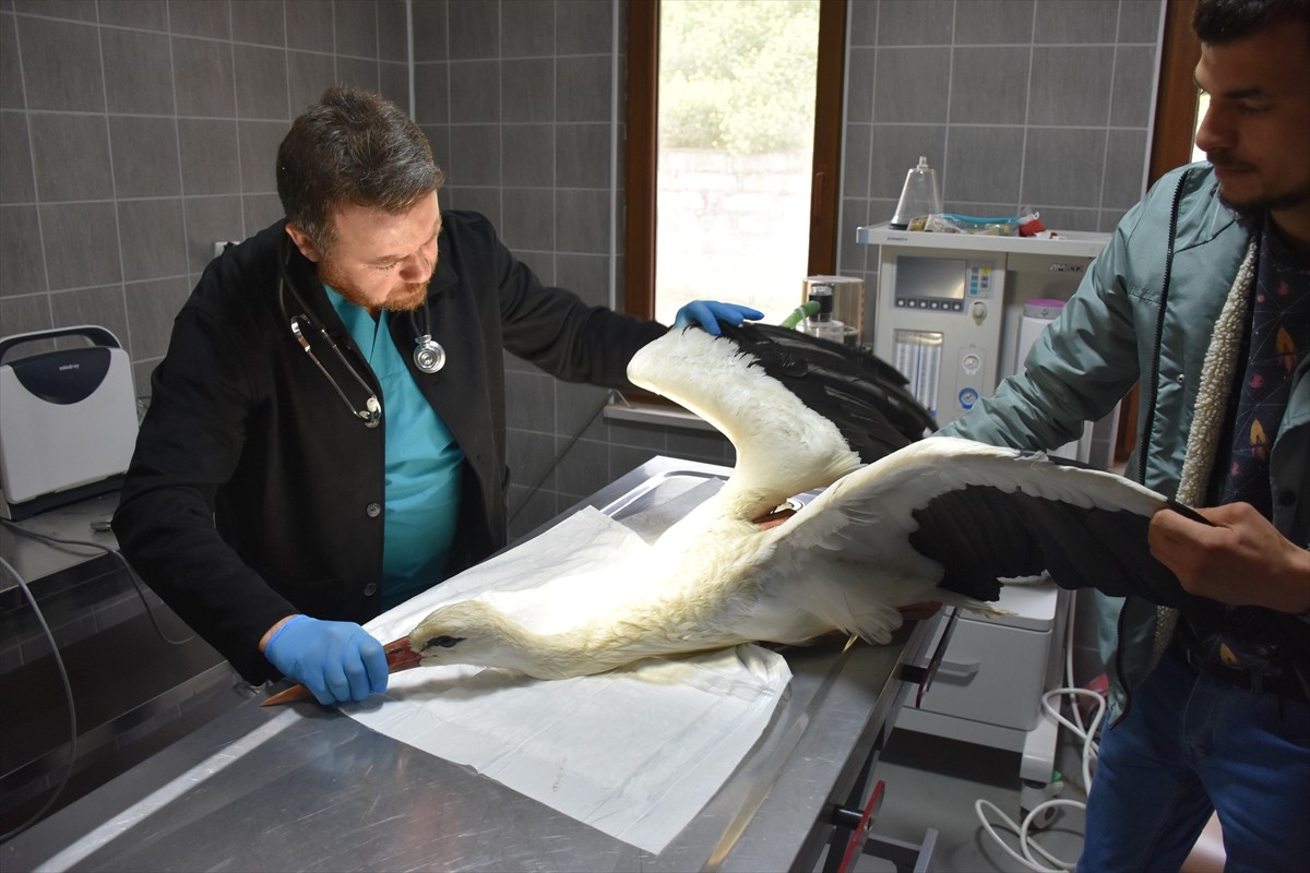 Bilecik'in Osmaneli ilçesine bağlı Soğucakpınar köyünde elektrik tellerine çarpıp yaralanan...