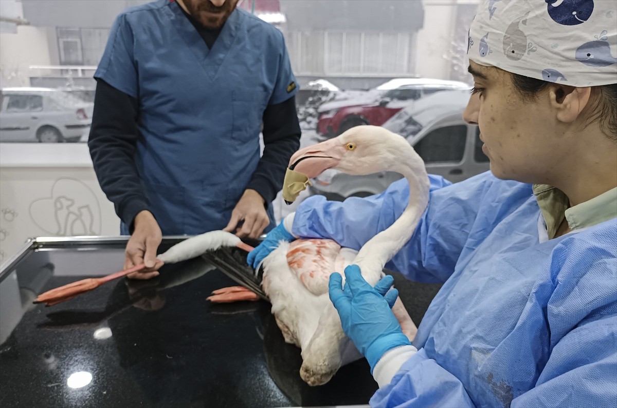 Bitlis'in merkeze bağlı Yolalan beldesinde yaralı halde bulunan flamingo tedavi altına alındı.