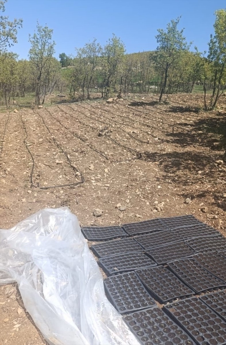 Diyarbakır'ın Lice ilçesinde düzenlenen operasyonda 18 bin 246 kök Hint keneviri ile 81 kilo 800...