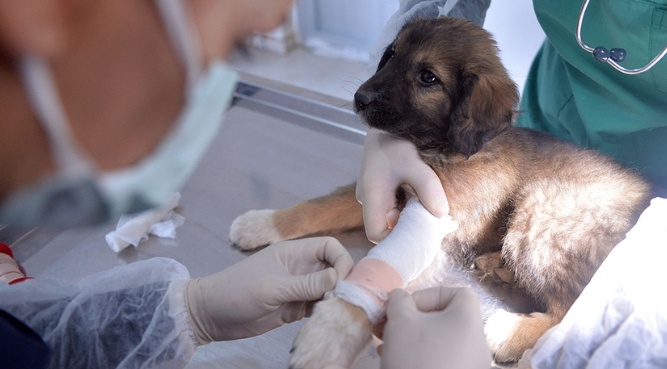 Diyarbakır Büyükşehir Belediyesi açıkladı! 1 sene tecrübesi olana iş imkanı! 