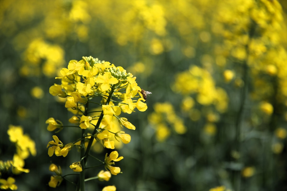 Edirne’de baharın gelmesiyle kanola tarlaları sarı çiçeklerle renklendi. Sonbaharda ekimi yapılan...