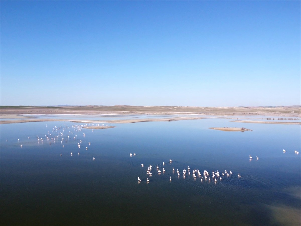  Eskişehir'in Günyüzü ilçesindeki Kavuncu Göleti'nin, doğal sit alanı olarak tescillenmesi için...