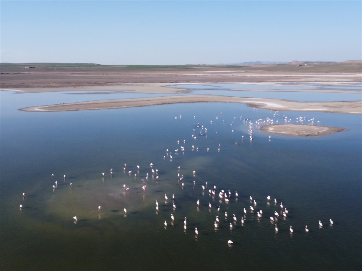  Eskişehir'in Günyüzü ilçesindeki Kavuncu Göleti'nin, doğal sit alanı olarak tescillenmesi için...