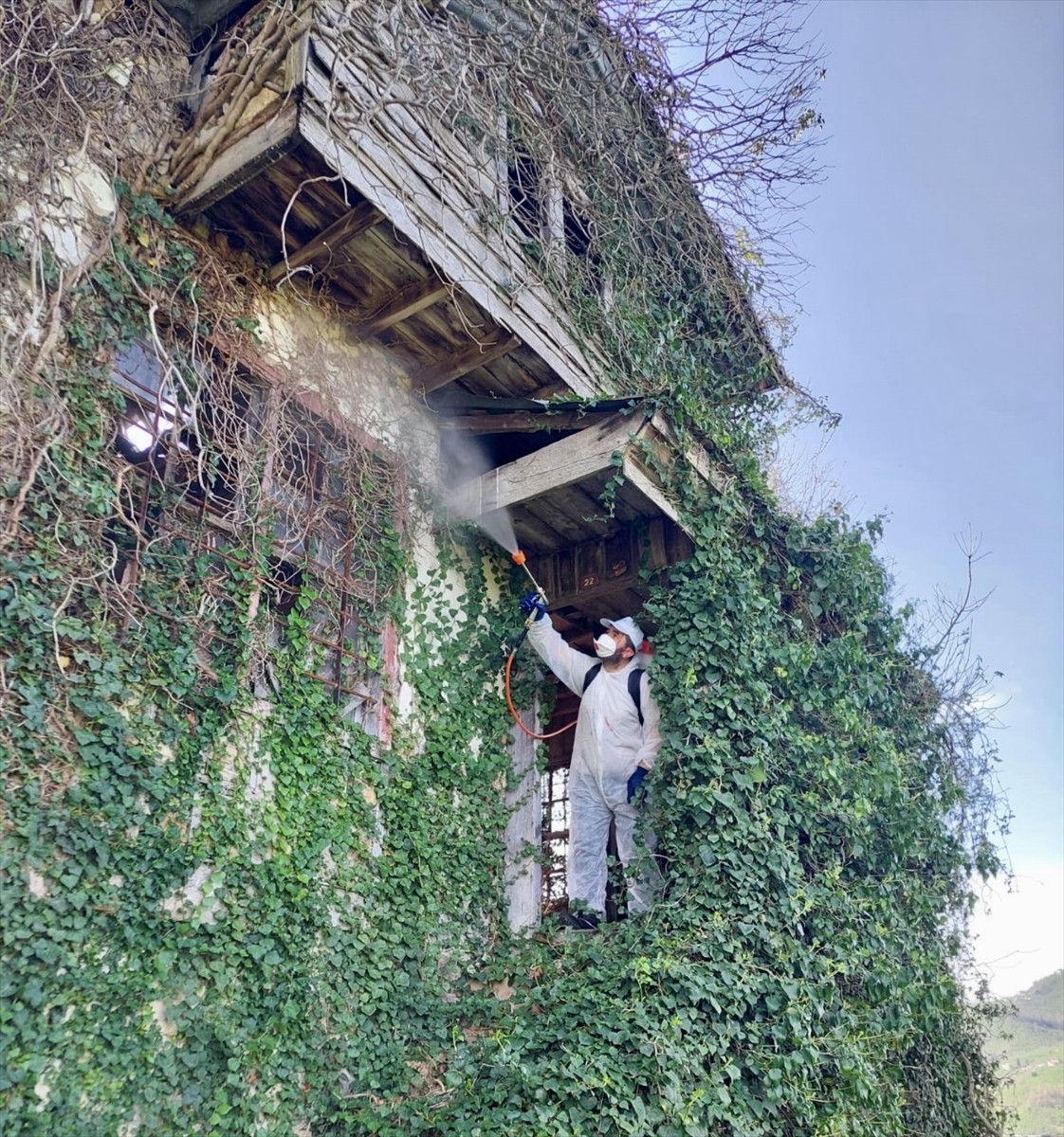 Fındık başta olmak üzere birçok meyve ve sebzeye zarar veren kahverengi kokarca ile mücadelede...