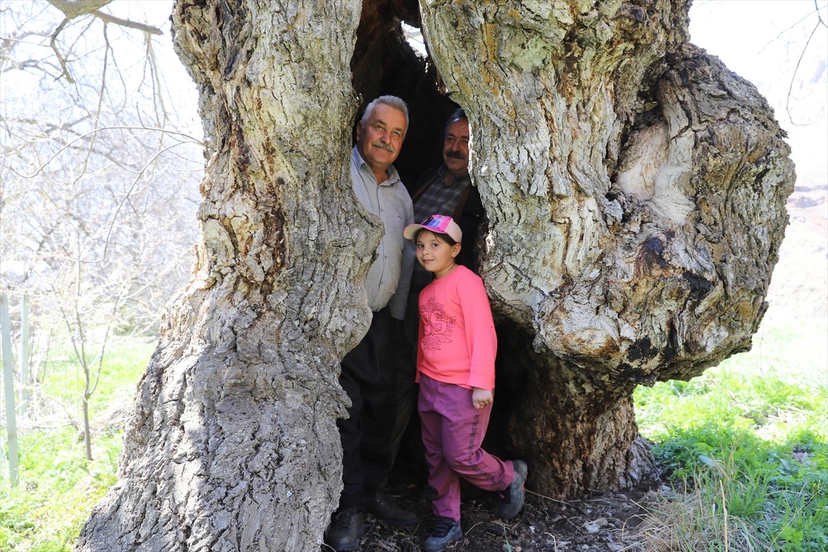 Hakkari'nin Durankaya beldesinde kovuğuna yaklaşık 10 kişinin sığabildiği ceviz ağacı ilgi...