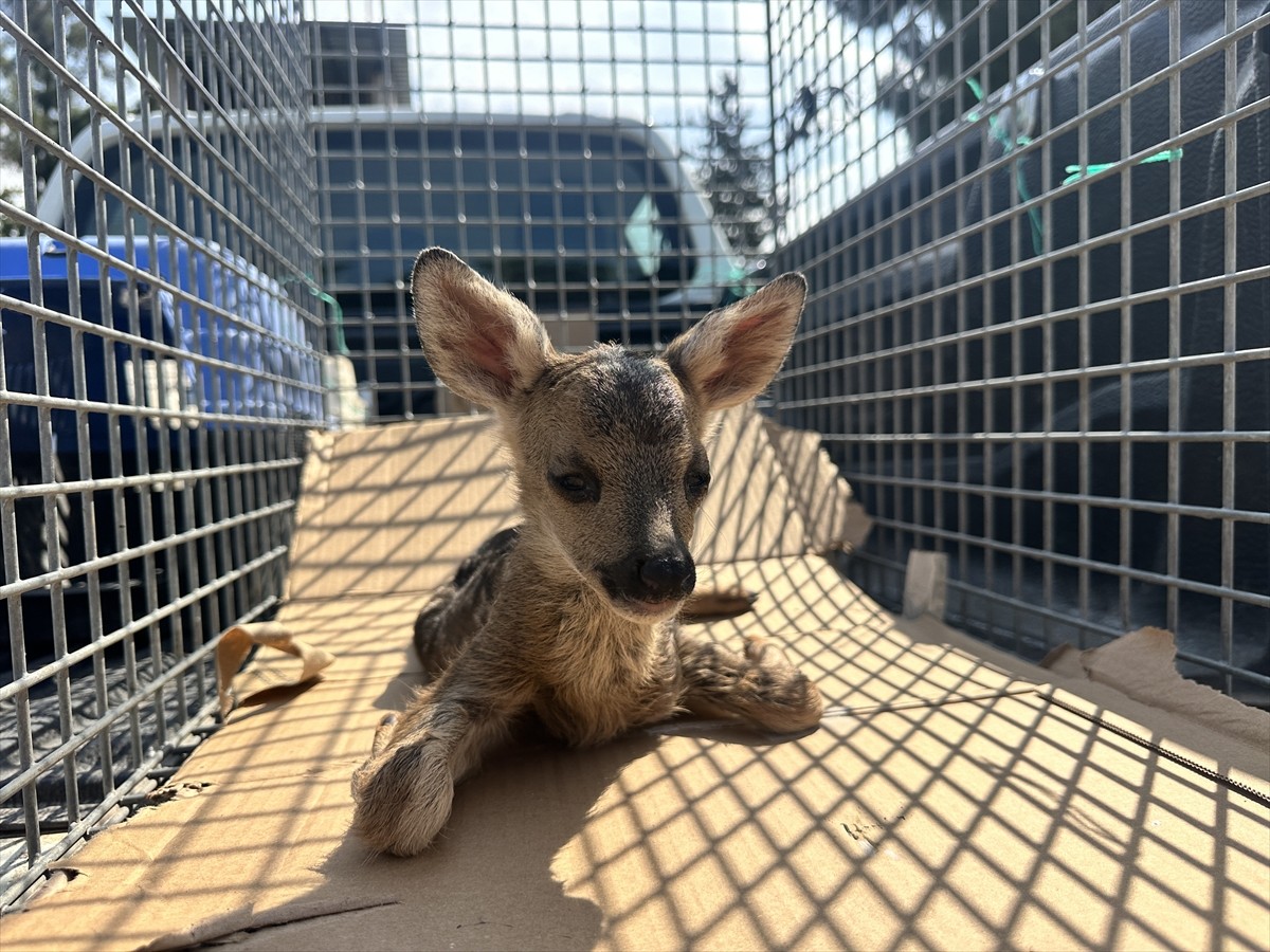 Hatay'ın İskenderun ilçesinde bitkin bulunan karaca yavrusu koruma altına alındı.