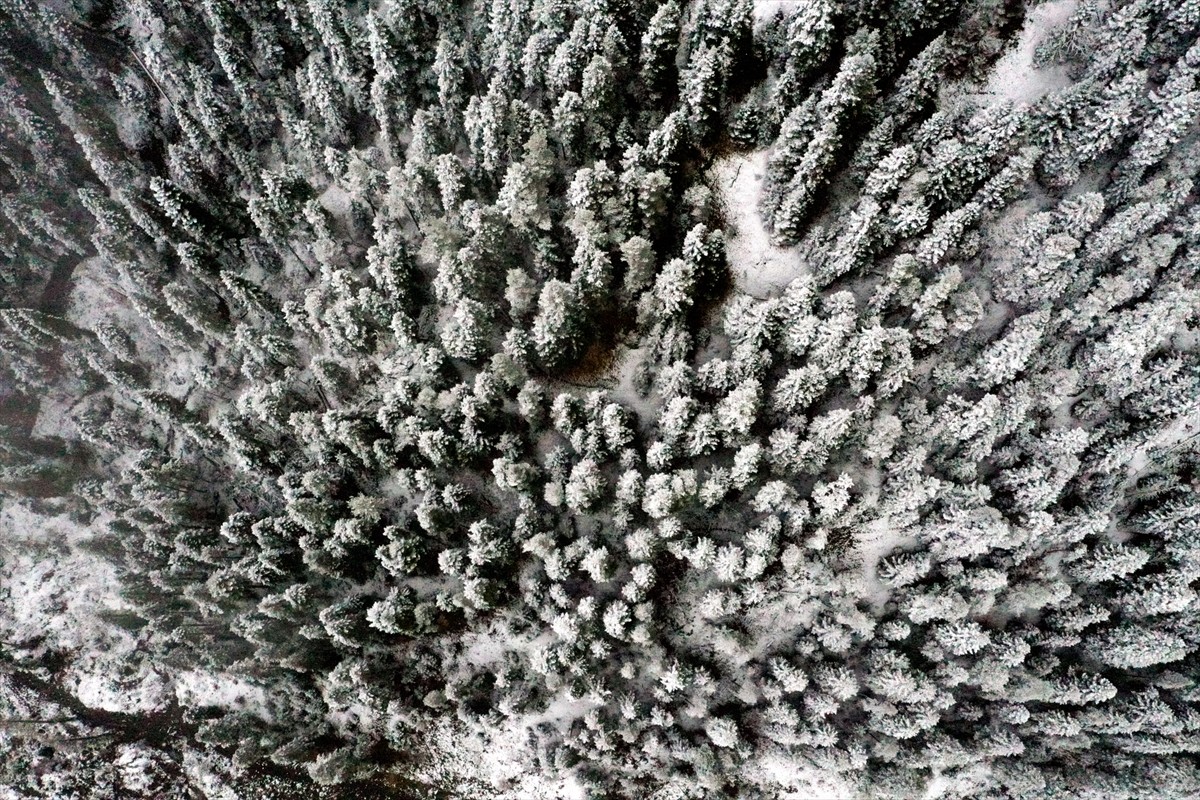 Ilgaz Dağı'nın tüneller bölgesi ve yüksek kesimlerinde ormanlar, kar yağışının ardından beyaz...