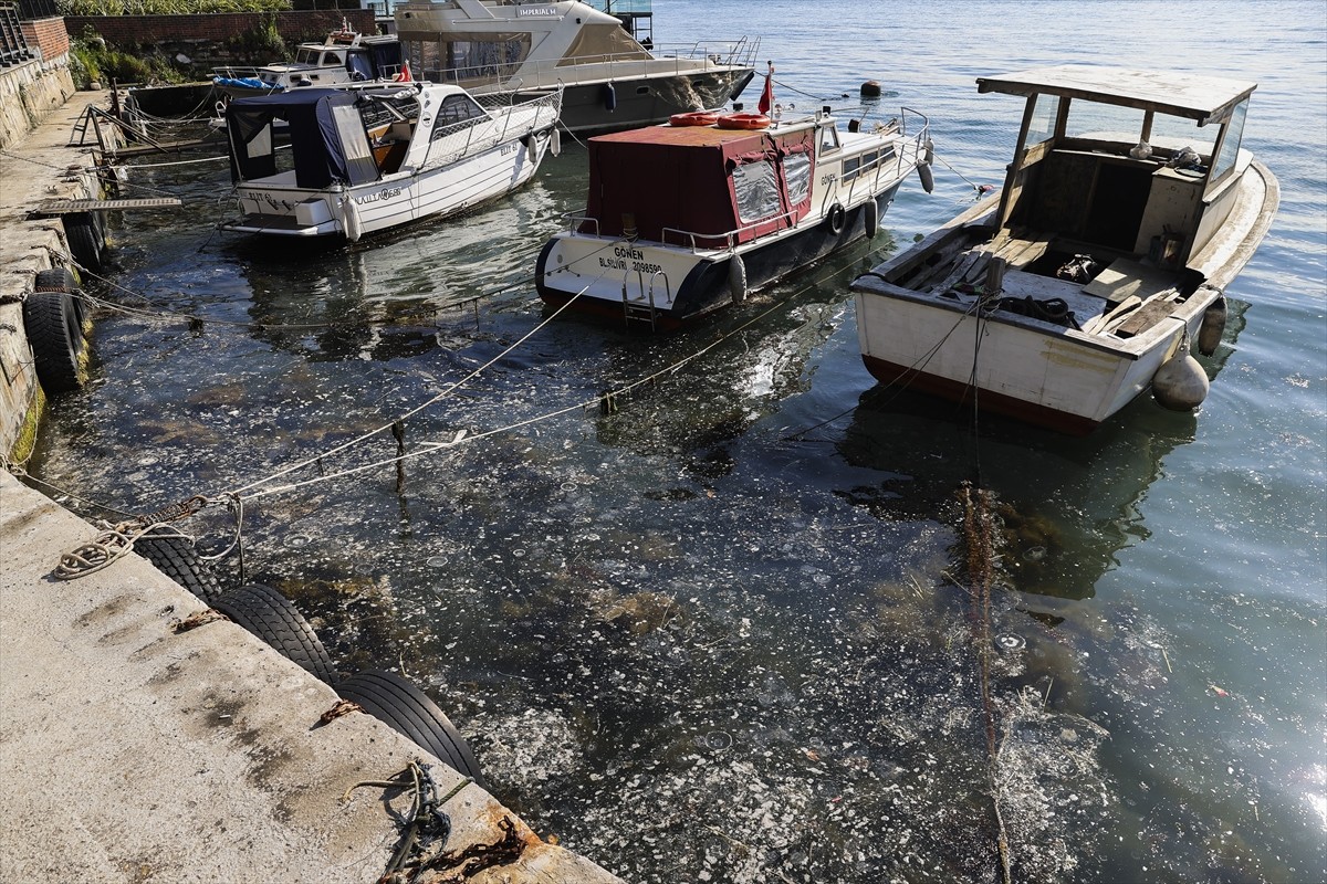 İstanbul'da Beykoz sahilinde deniz yüzeyinde müsilaj görüldü. 