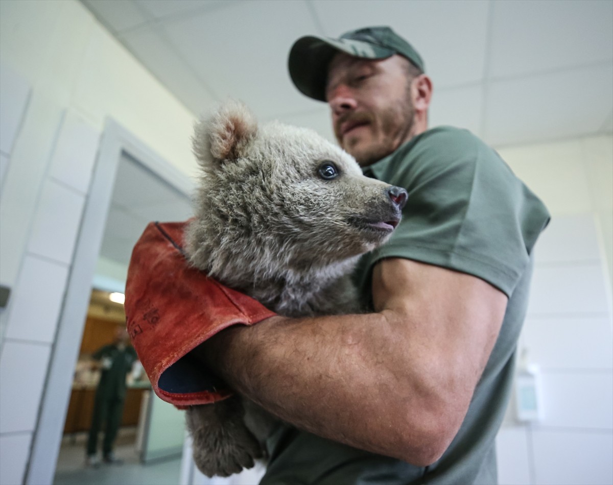 Karabük'ün Yenice ilçesi ile Bingöl'de vatandaşlar tarafından bulunan 2 ayı yavrusuna Bursa'daki...
