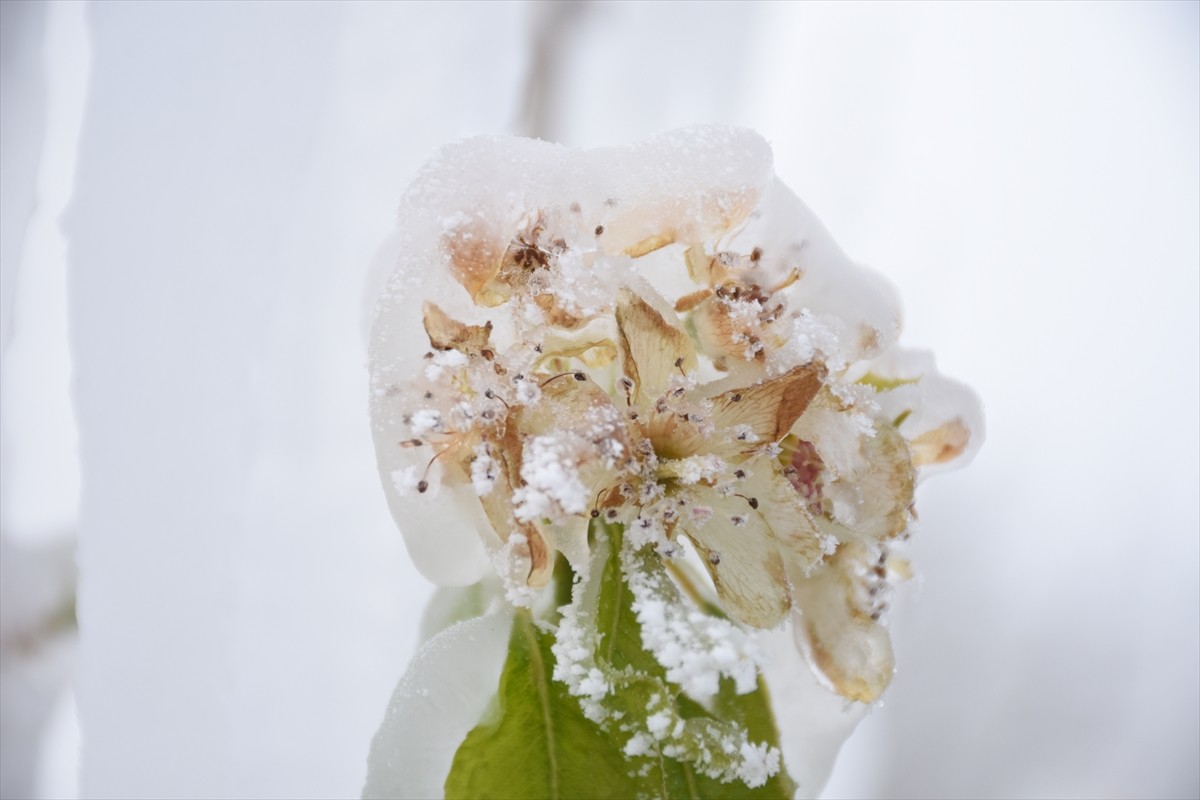 Karaman'da zirai don nedeniyle zarar gören elma bahçelerinde inceleme yapıldı. Elma ağaçları ...