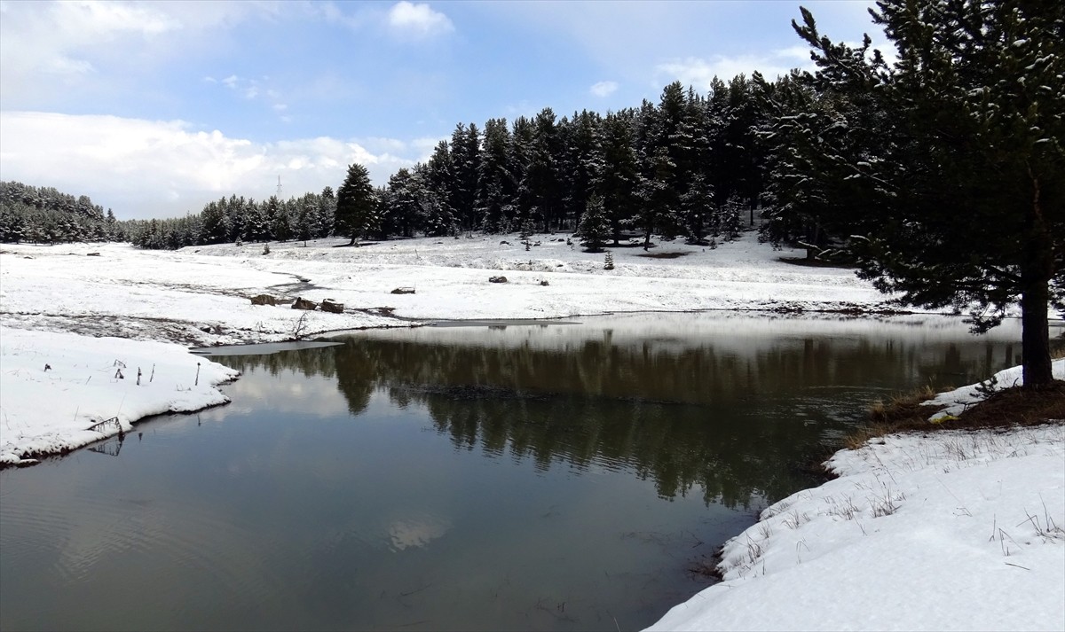 Kars'ın Sarıkamış ilçesini çevreleyen sarıçam ormanları, yağan karla beyaza büründü.
