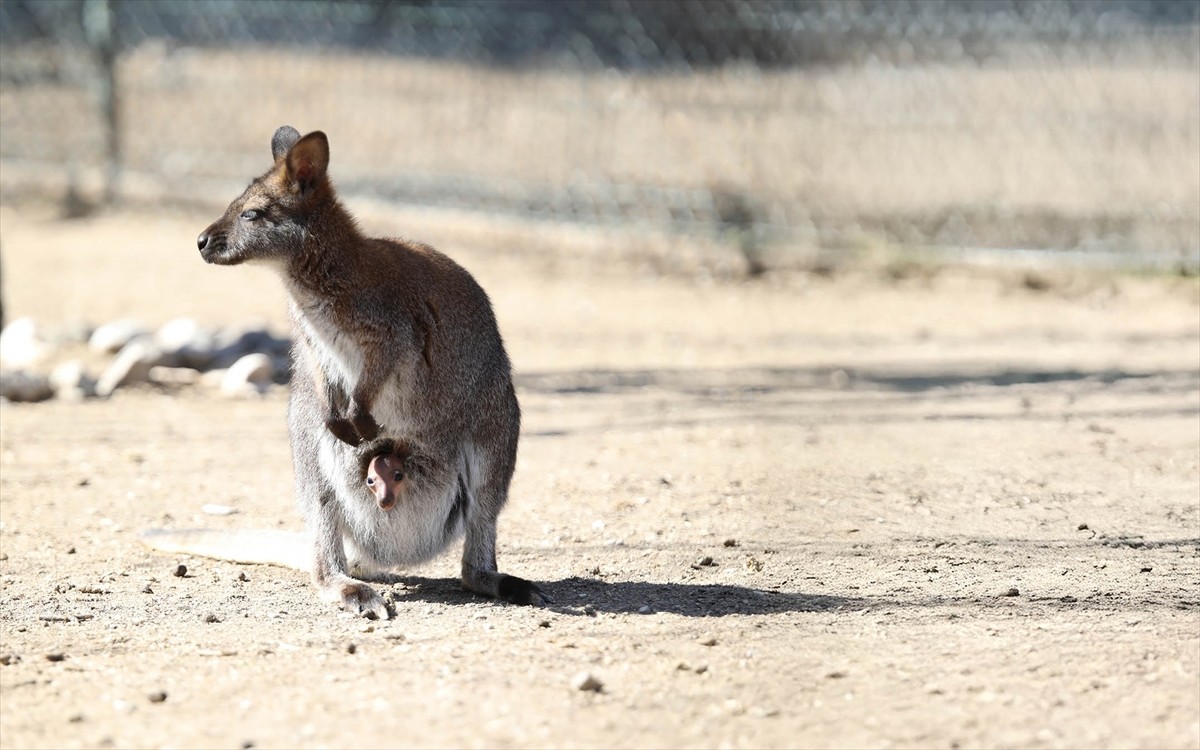 Keçiören Belediyesi Doğal Yaşam Parkı, tiftik keçisi ve valabi türü kangurunun dünyaya getirdiği...