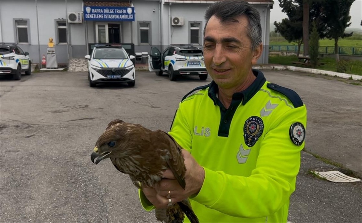 Samsun'un Bafra ilçesinde polis ekiplerince yaralı halde bulunan doğan, koruma altına alındı.