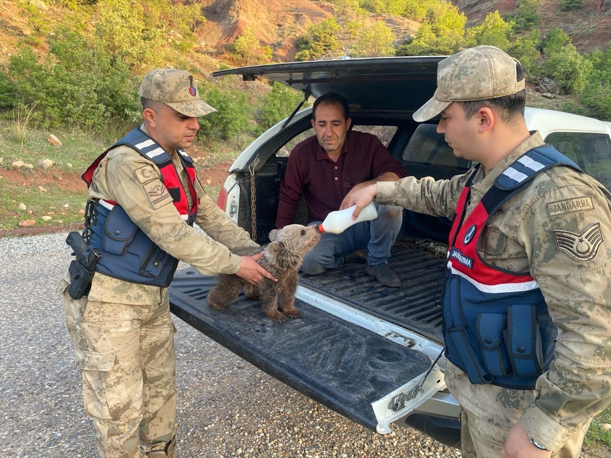 Siirt'te yaralı halde bulunan kızıl şahin tedavi altına alındı, yalnız başına bulunan ayı yavrusu...