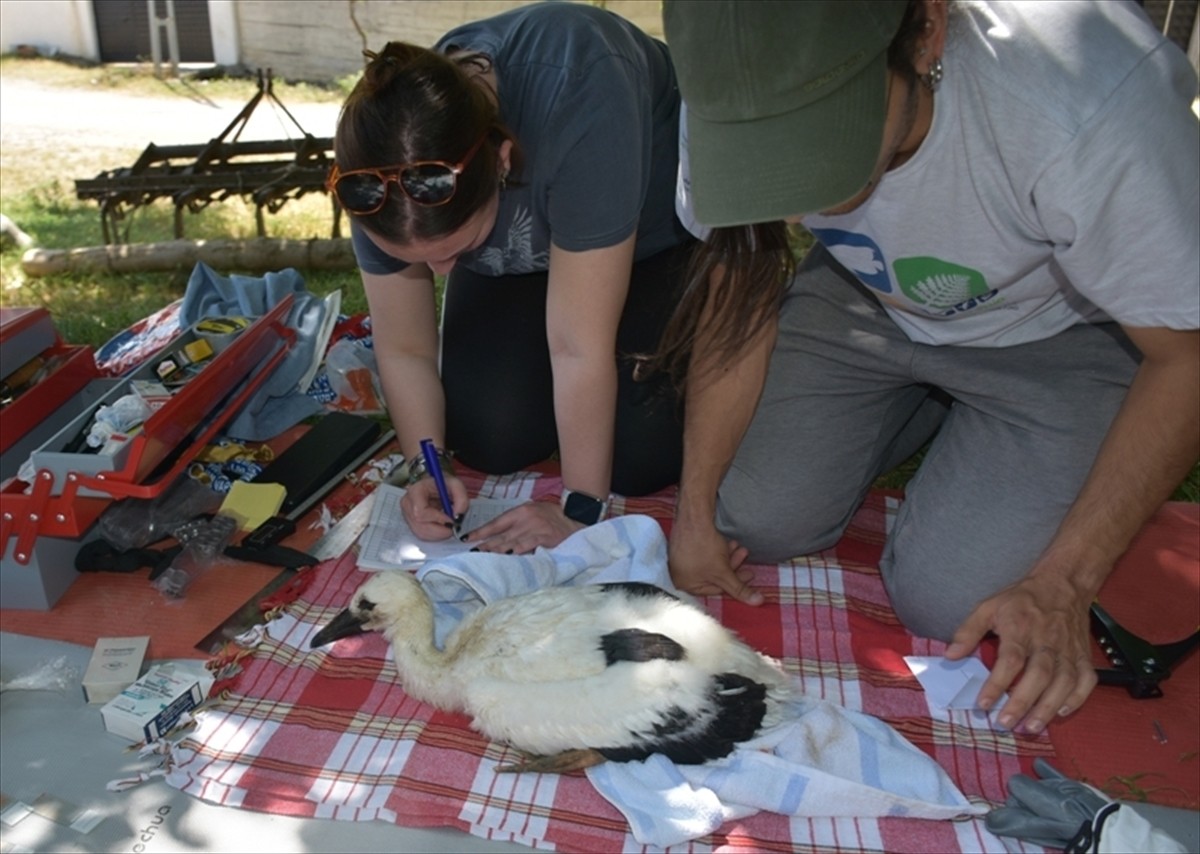 Sinop'ta yürütülen leylek popülasyonunun izlenmesi projesi kapsamında geçen yıl yavruyken halka...