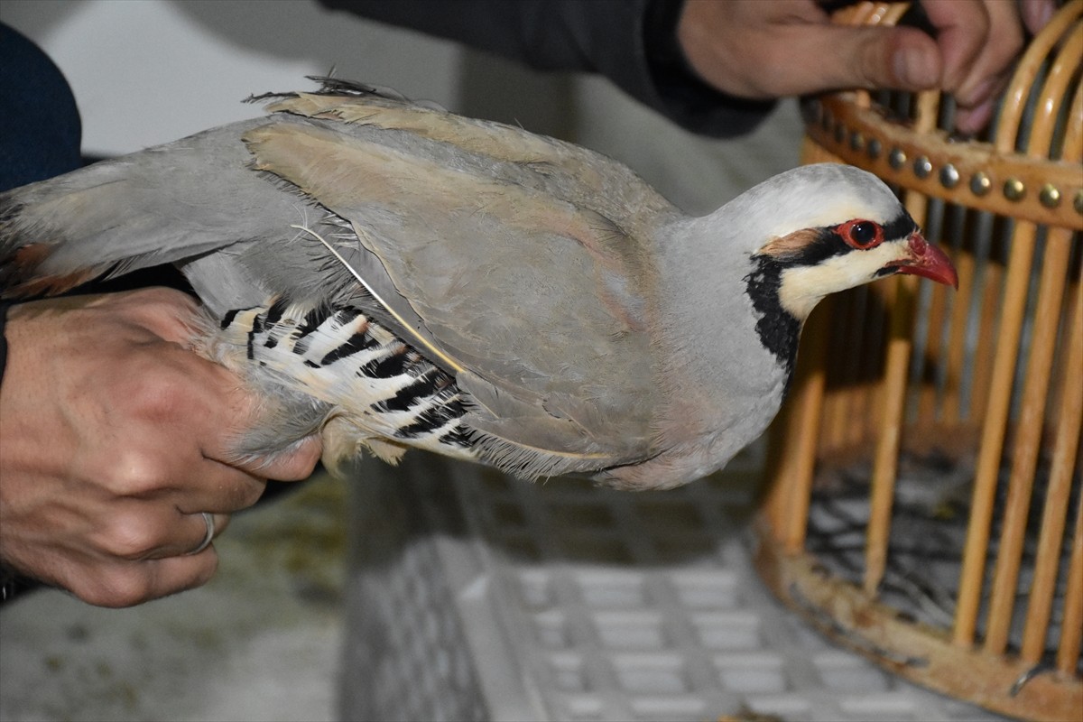 Şırnak'ın Cizre ilçesinde aracında ticareti yasaklanan 21 kınalı keklik bulunan sürücüye 76 bin...