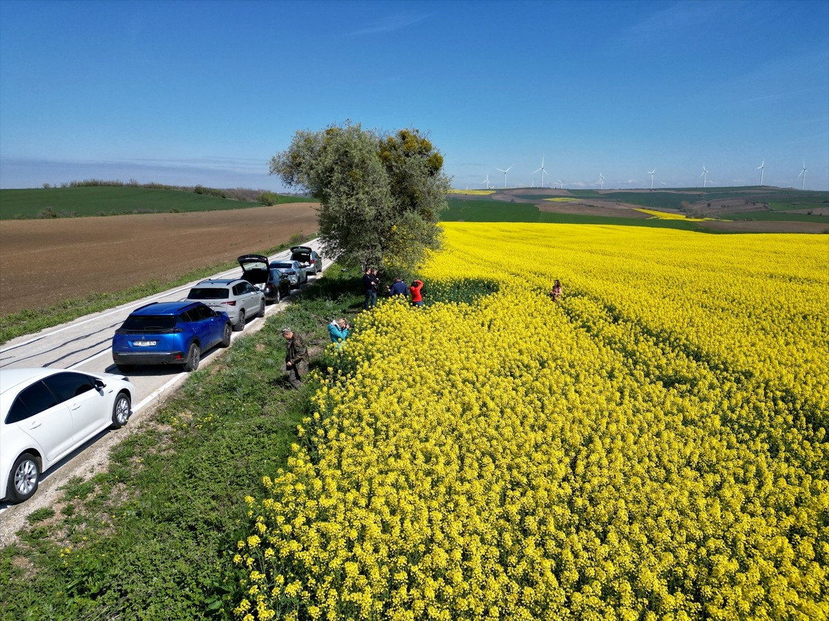 Tekirdağ'da çiçek açan kanola bitkisiyle sarıya bürünen tarlalar fotoğrafçıların doğal stüdyosu...