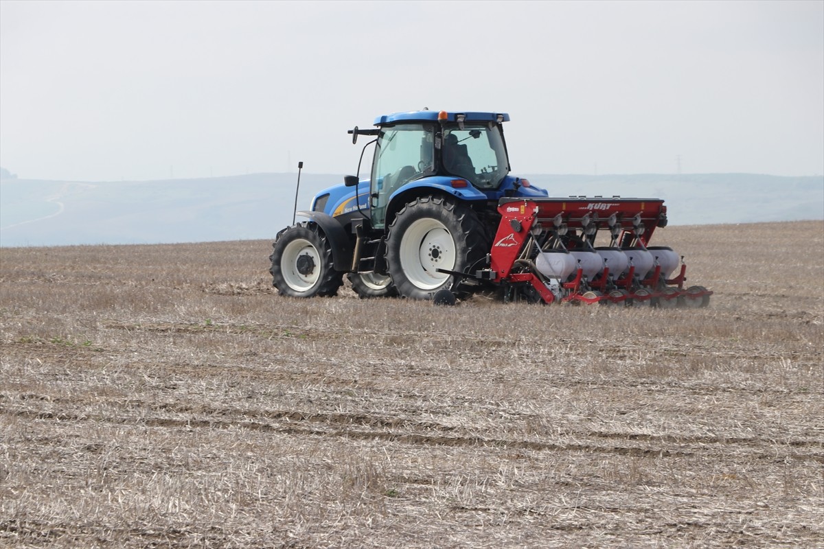 Tekirdağ'da kuraklık nedeniyle yaşanan verim kayıplarını en aza indirmek için üreticiler, anıza...