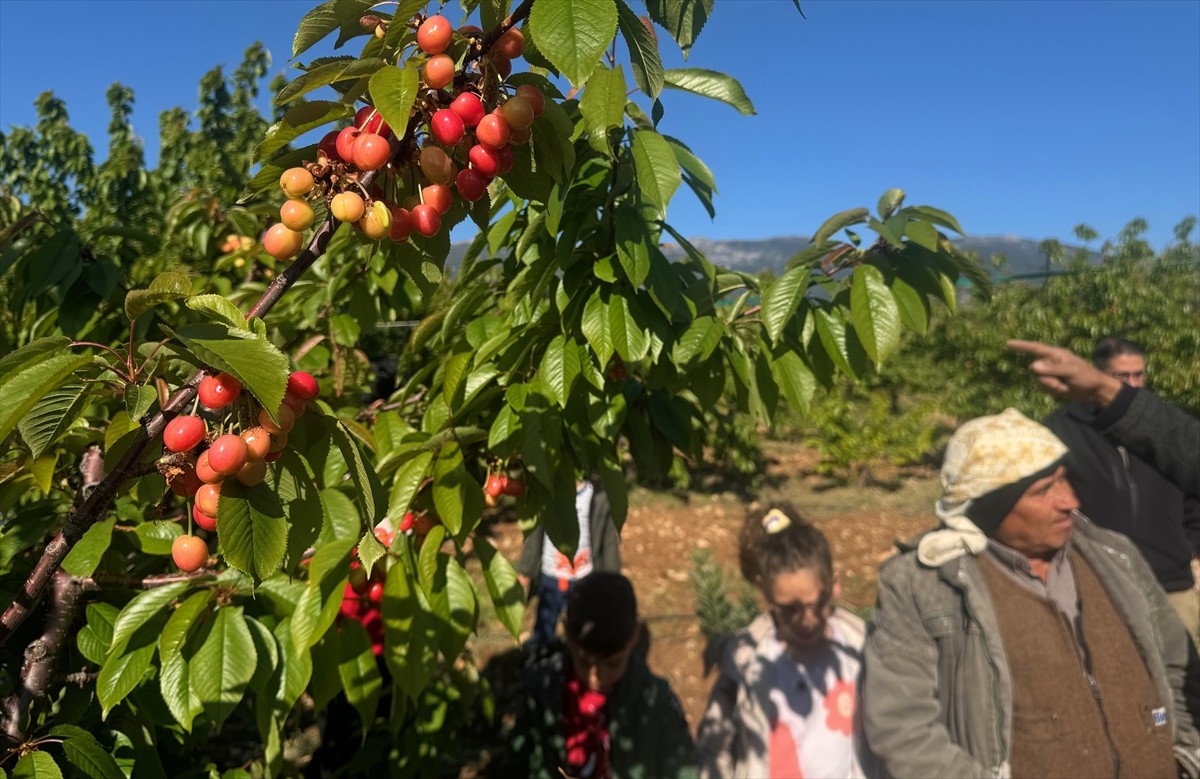 Türkiye'nin erkenci kiraz üretim merkezi Manisa'nın Şehzadeler ilçesinde sezonun ilk ürünü hasat...