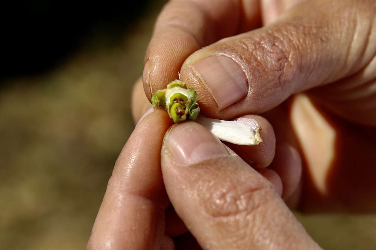 Türkiye Ziraat Odaları Birliği (TZOB) Genel Başkanı Şemsi Bayraktar, Sakarya'nın Geyve ve Pamukova...