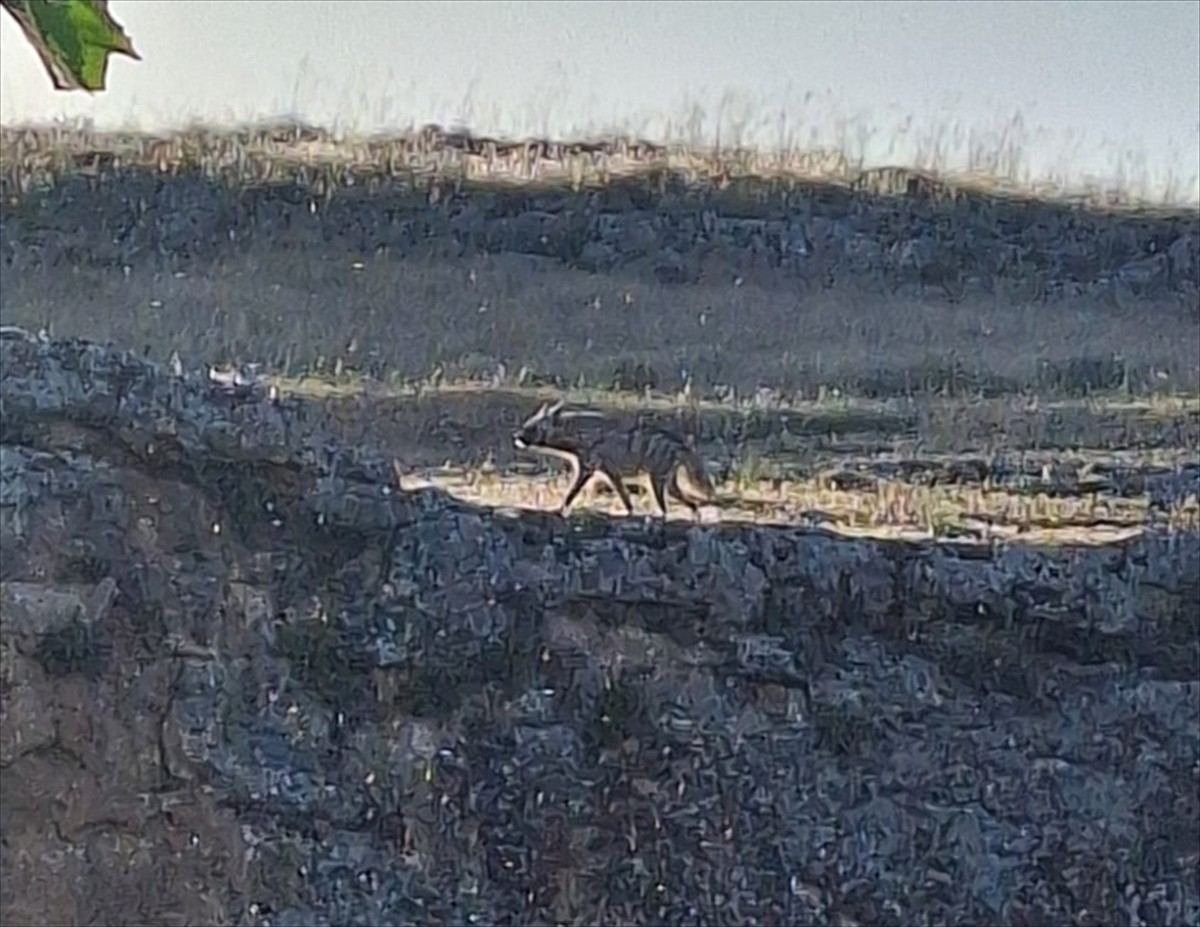 Adıyaman'ın Besni ilçesindeki dağlık arazide, nesli tükenme tehlikesi altındaki bir çizgili...