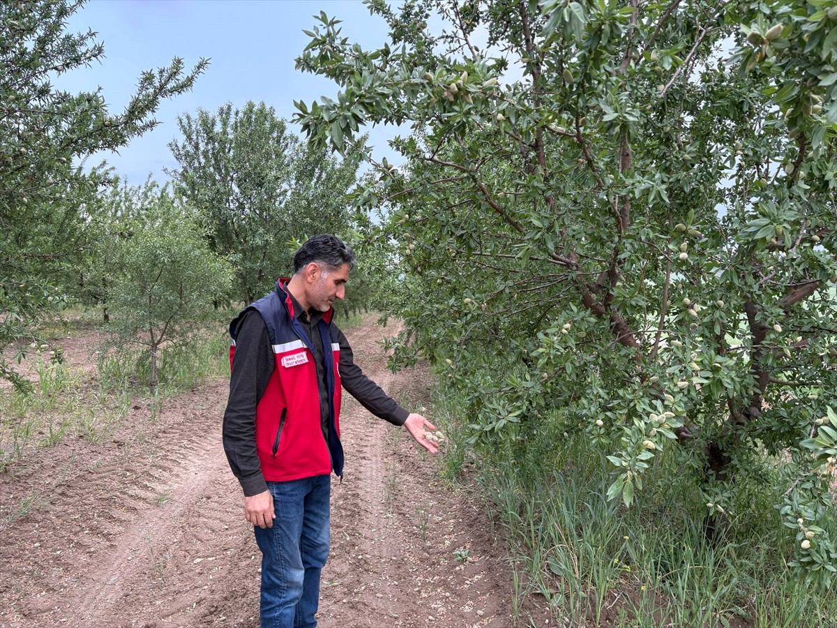Adıyaman'ın Kahta ve Samsat ilçelerinde etkili olan dolu, bazı tarım alanlarına zarar verdi.