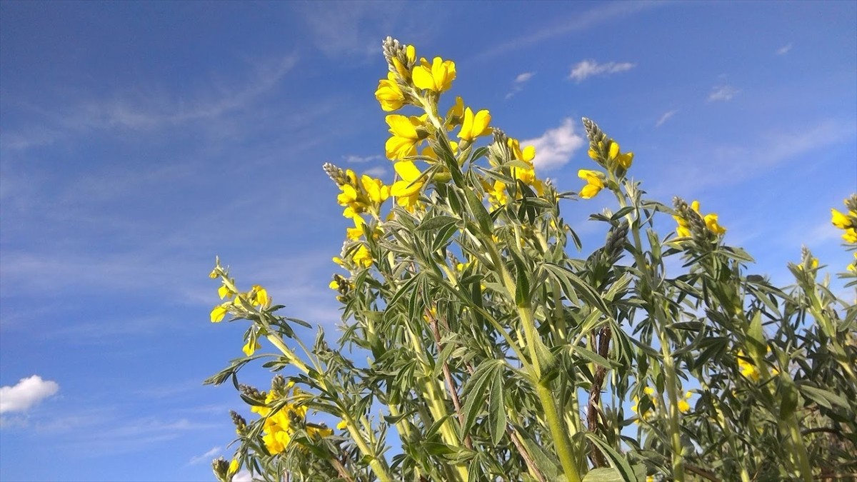 Afyonkarahisar'da koparıldığında 557 bin 212 lira cezası bulunan endemik bitki türü "Eber...