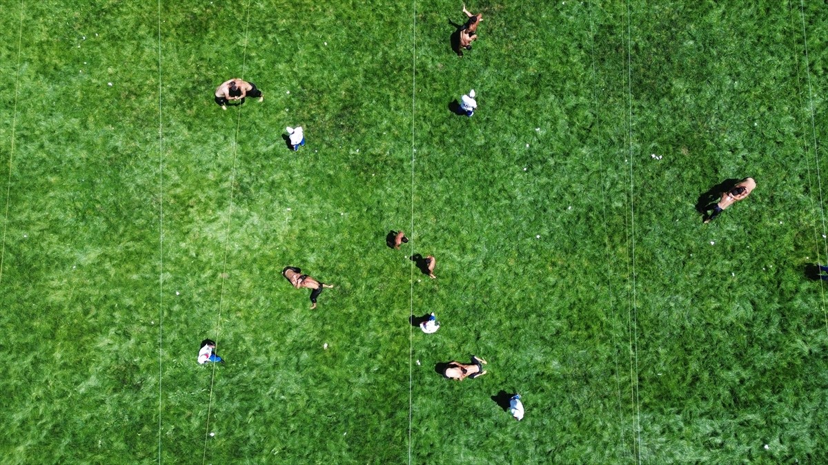 Afyonkarahisar'ın Şuhut ilçesinde düzenlenen 42. Karaadilli Er Meydanı'ndaki güreşlere, 20'si...