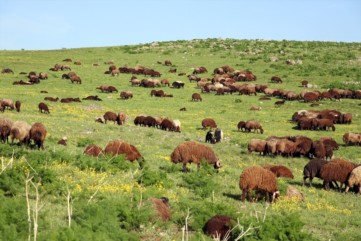 Ağrı'da ilkbaharın gelişiyle dağ köylerindeki araziler rengarenk çiçeklerle kaplandı. Küçükbaş...
