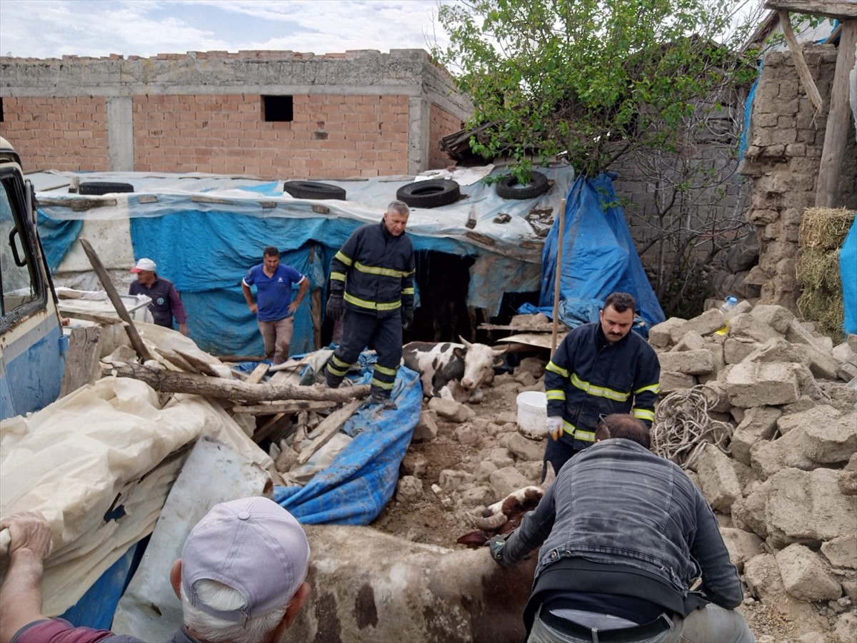 Amasya'nın Merzifon ilçesinde çatısı çöken ahırda mahsur kalan 2 büyükbaş hayvan itfaiye...