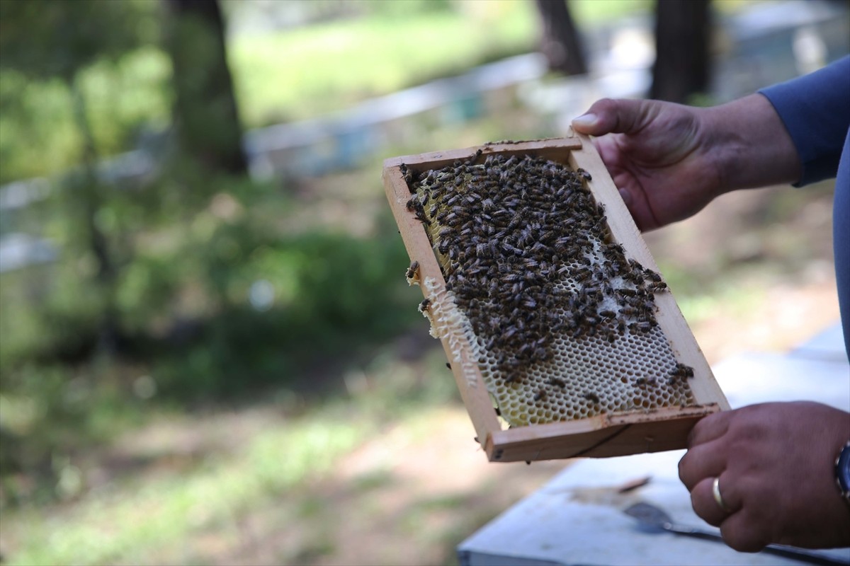Anadolu Ajansının (AA) "Yeni Nesil Çiftçiler" başlıklı dosya haberinin on ikinci bölümünde...