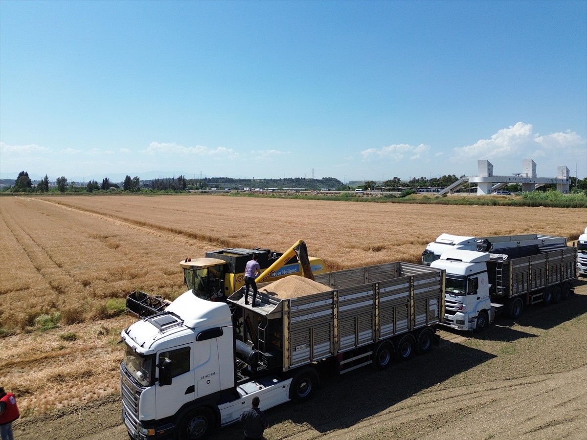Antalya'nın Aksu ilçesinde yılın ilk buğday hasadına başlandı, dekar başına 550-600 kilogram...