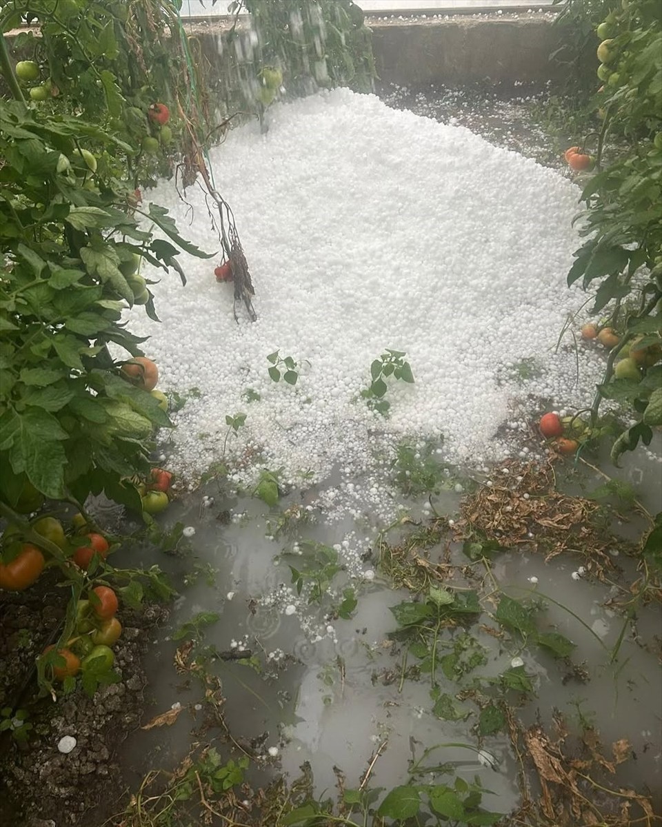 Antalya'nın Serik ilçesinde etkili olan sağanak ile dolu, seralarda ve ürünlerde zarar...