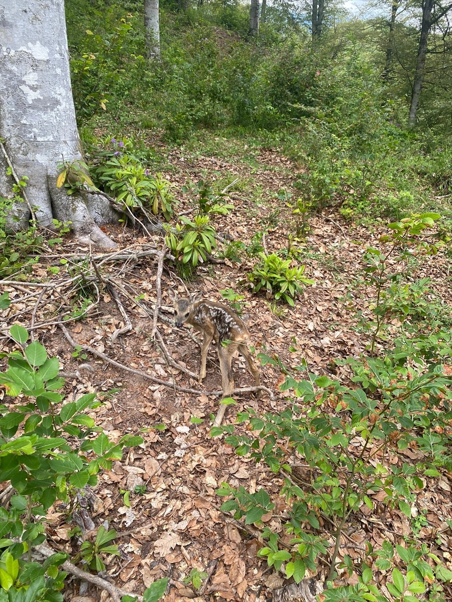 Bartın'da ormanlık alanda bakıma muhtaç halde bulunan karaca yavrusu, Tarım ve Orman Bakanlığı...