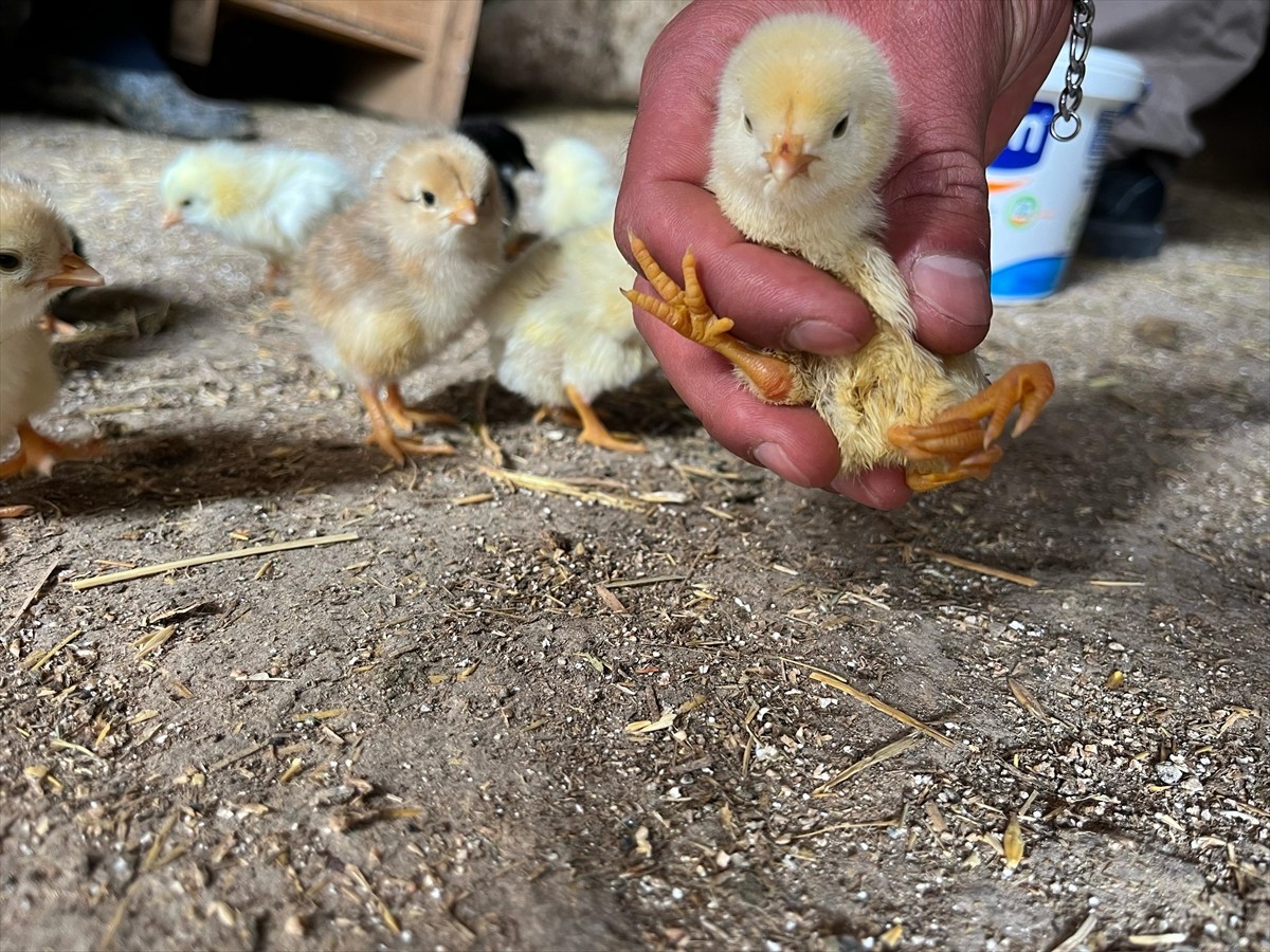 Çankırı'nın Çerkeş ilçesinde besicinin kuluçkaya koyduğu yumurtadan 4 ayaklı civciv...