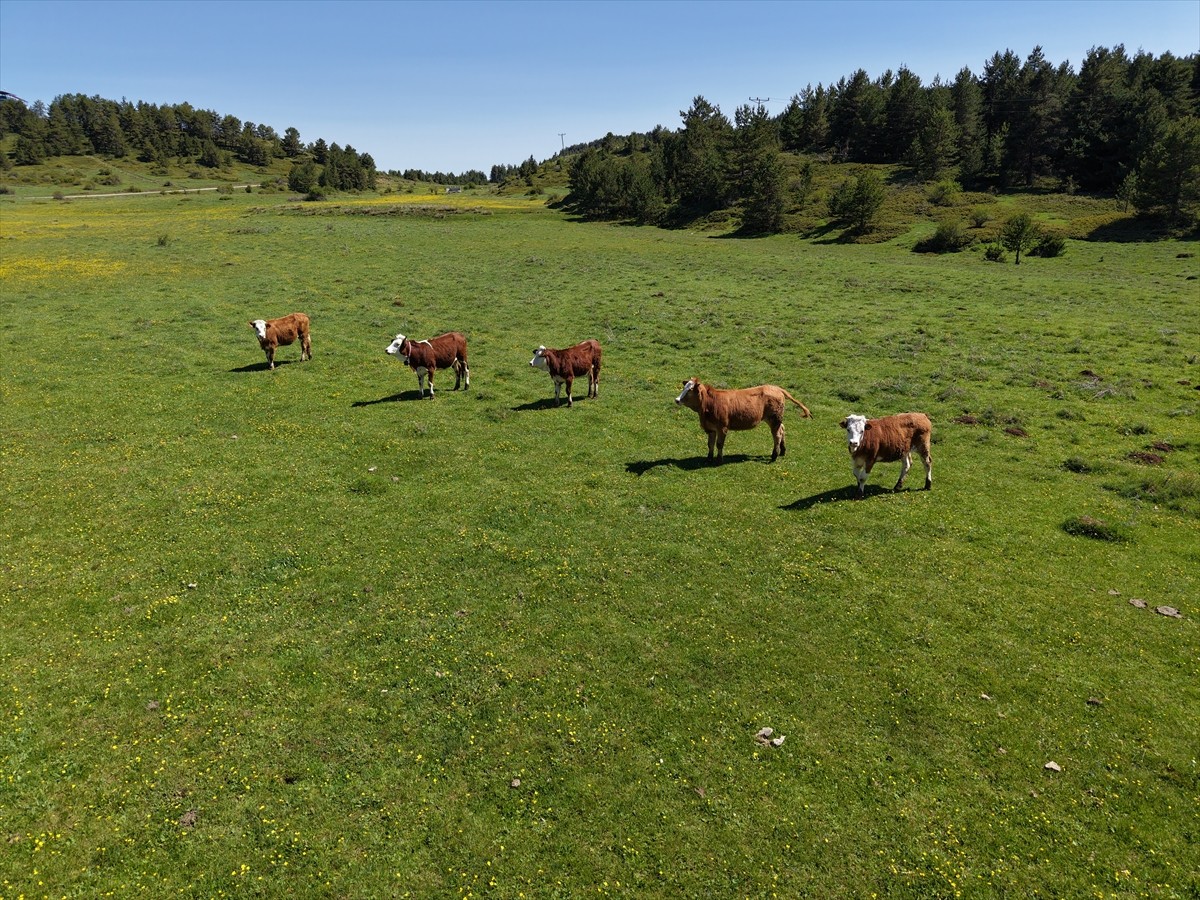 Çankırı'nın Yapraklı ilçesine bağlı 1700 rakımlı Yapraklı Yaylası'nda açan düğün çiçekleri...