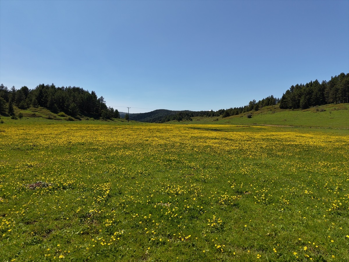 Çankırı'nın Yapraklı ilçesine bağlı 1700 rakımlı Yapraklı Yaylası'nda açan düğün çiçekleri...
