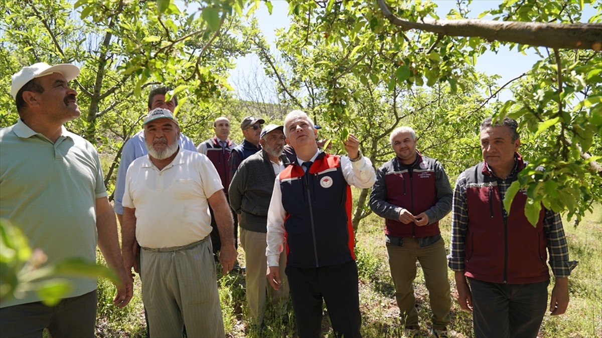 Çankırı İl Tarım ve Orman Müdürlüğü, zirai don felaketinden etkilenen meyve bahçeleri başta olmak...