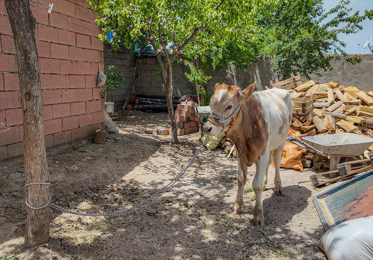 Diyarbakır'ın merkez Sur ilçesinde ahırdan kaçan buzağı yaklaşık 9 ay sonra bulunarak sahibine...