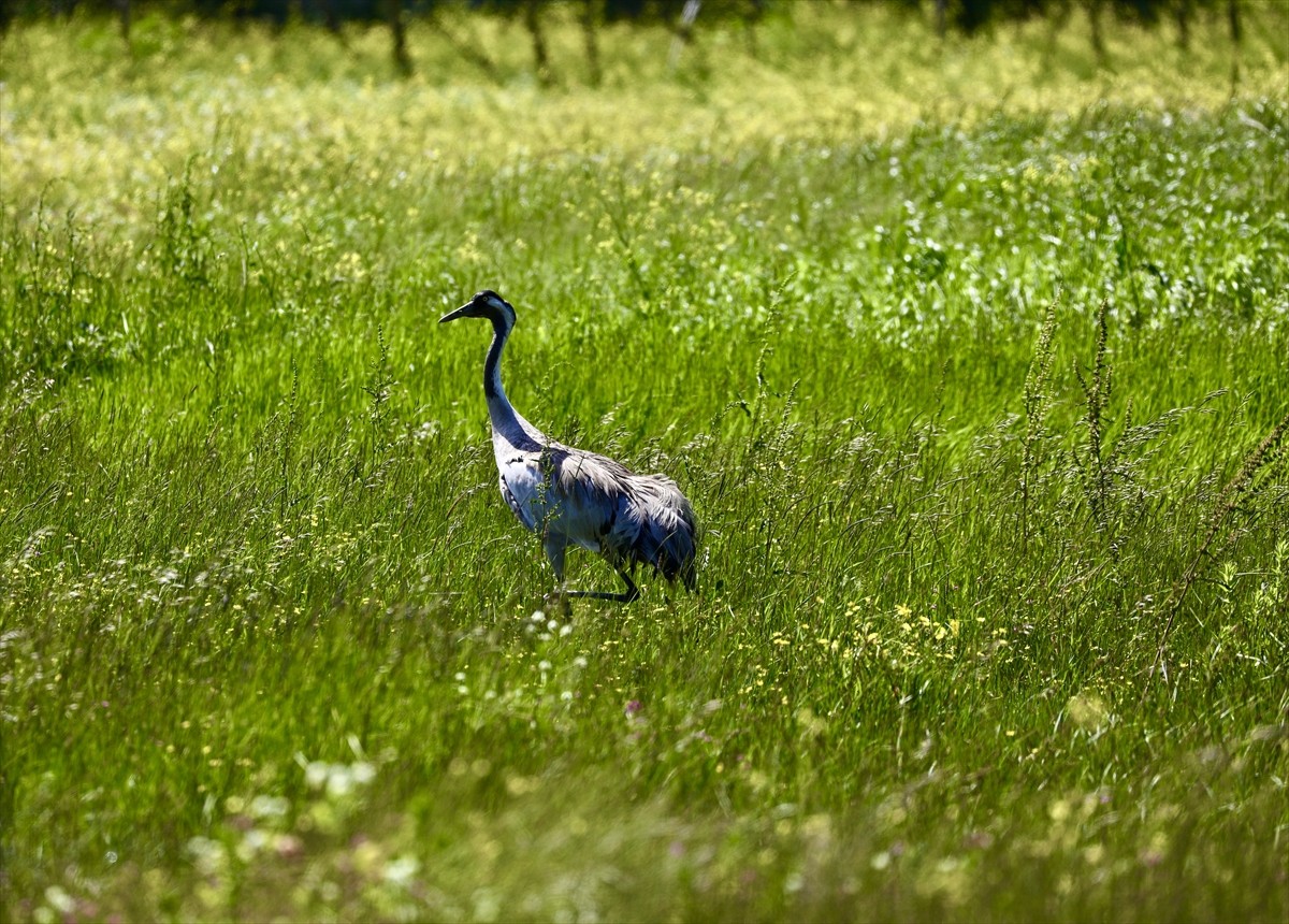 Doğu Avrupa göç rotasındaki en önemli sulak alanlardan biri olan UNESCO Dünya Miras Geçici...