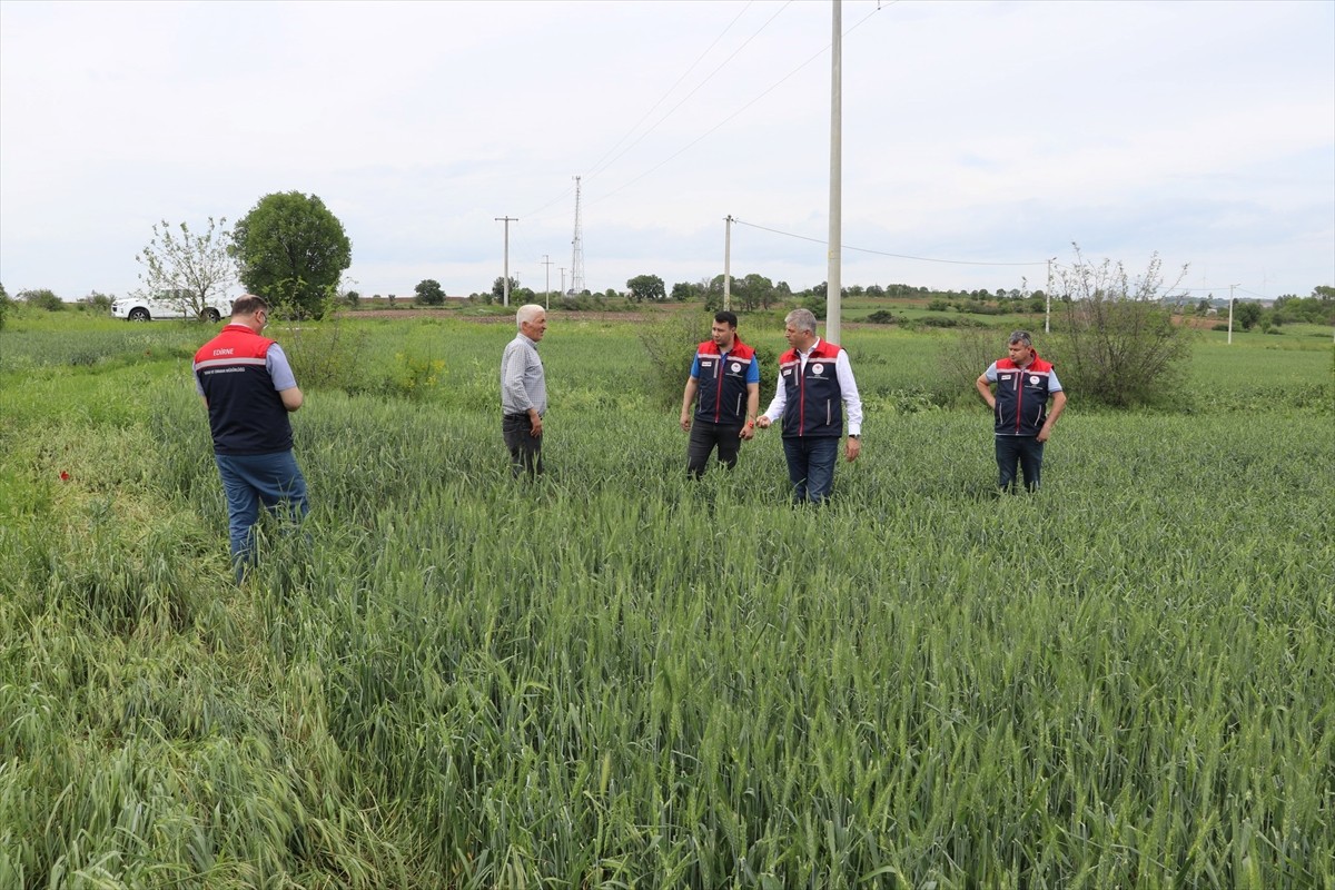Edirne'nin Lalapaşa ilçesinde dün etkili olan dolu yağışından zarar gören buğday ve kanola...