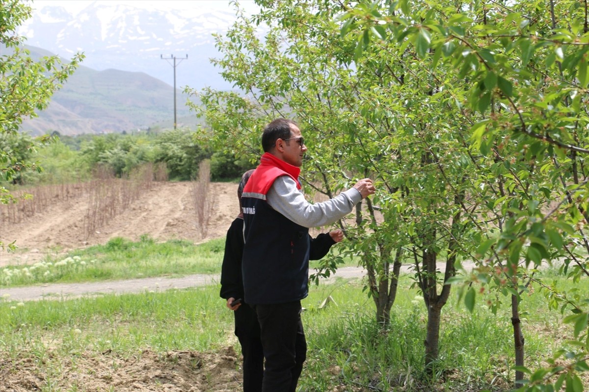 Erzincan’da genel cerrahi uzmanı Prof. Dr. İbrahim Ethem Geçim, köyünde 40 binin üzerinde vişne...